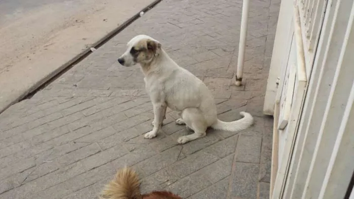 Cachorro ra a indeterminada idade 3 anos nome Sushi