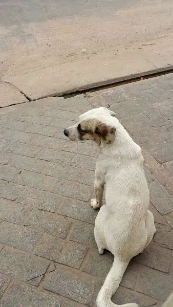 Cachorro ra a indeterminada idade 3 anos nome Sushi