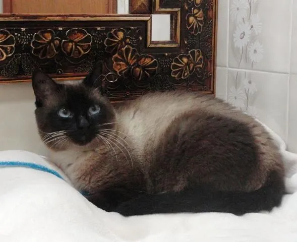 Gato ra a Siamês idade 1 ano nome Dalai