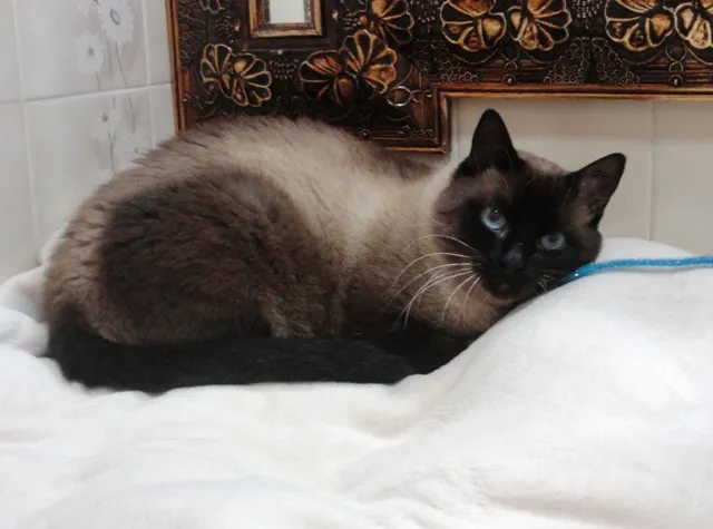Gato ra a Siamês idade 1 ano nome Dalai
