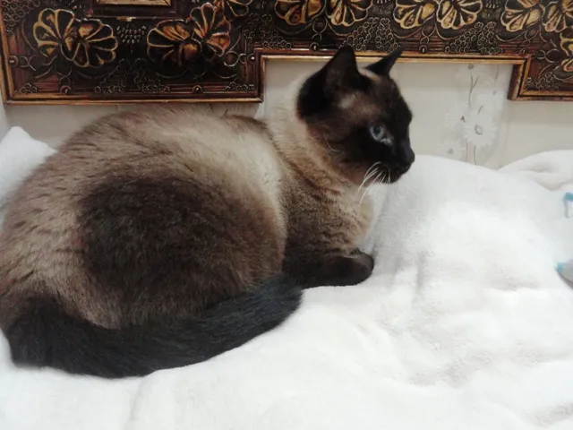 Gato ra a Siamês idade 1 ano nome Dalai