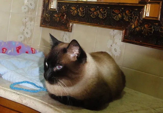 Gato ra a Siamês idade 1 ano nome Dalai