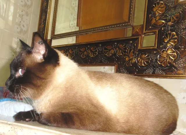 Gato ra a Siamês idade 1 ano nome Dalai
