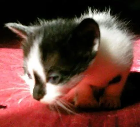 Gato ra a SRD idade Abaixo de 2 meses nome nenhuma