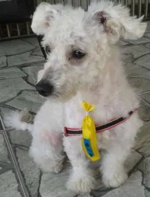 Cachorro raça Poodle idade 2 anos nome Não sei