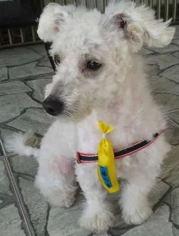 Cachorro ra a Poodle idade 2 anos nome Não sei