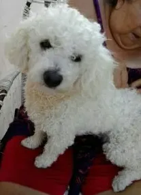 Cachorro raça Poodle idade 3 anos nome THOR