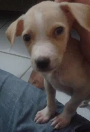 Cachorro raça indefinida idade Abaixo de 2 meses nome Brad, Jolie, Angelina