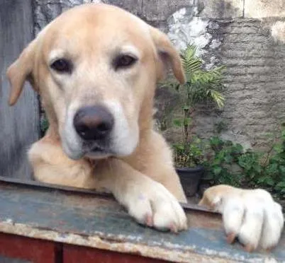 Cachorro ra a Labrador  idade 4 anos nome Thor
