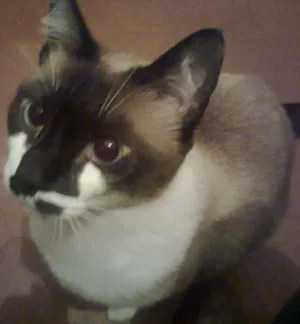 Gato raça Siamês idade 6 ou mais anos nome Bibi GRATIFICA