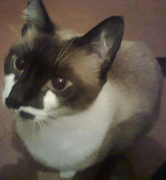 Gato ra a Siamês idade 6 ou mais anos nome Bibi GRATIFICA