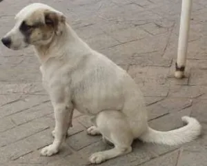 Cachorro raça indeterminada idade 3 anos nome Sushi