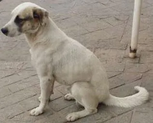 Cachorro ra a indeterminada idade 3 anos nome Sushi