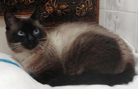 Gato ra a Siamês idade 1 ano nome Dalai