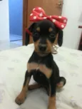 Minie