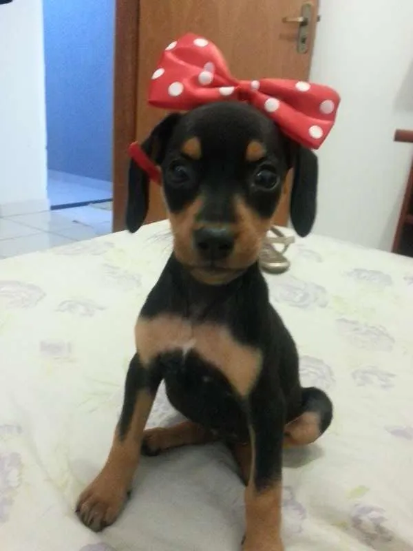 Cachorro ra a sem raça definida idade Abaixo de 2 meses nome Minie