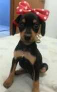 Minie