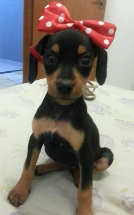 Cachorro ra a sem raça definida idade Abaixo de 2 meses nome Minie