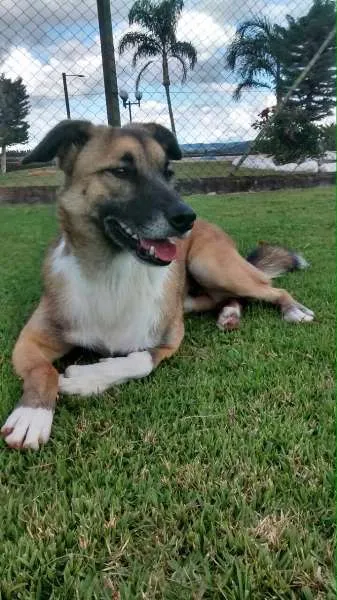 Cachorro ra a Vira Lata idade 2 anos nome Bradi
