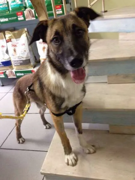 Cachorro ra a Vira Lata idade 2 anos nome Bradi