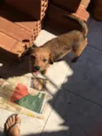 Kyra é Príncipe