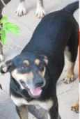 PEDRO