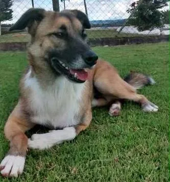 Cachorro ra a Vira Lata idade 2 anos nome Bradi