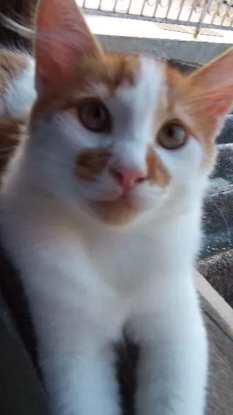 Gato ra a Vira-Lata com Turkish Van idade 7 a 11 meses nome Max GRATIFICA