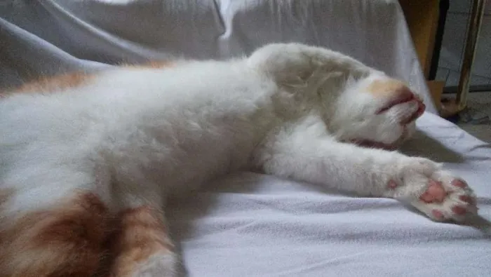 Gato ra a Vira-Lata com Turkish Van idade 7 a 11 meses nome Max GRATIFICA