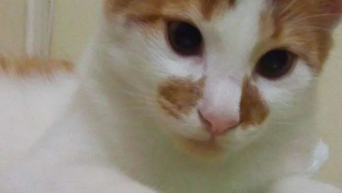 Gato ra a Vira-Lata com Turkish Van idade 7 a 11 meses nome Max GRATIFICA