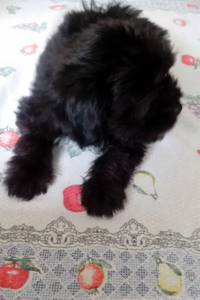 Cachorro ra a  idade 2 a 6 meses nome king