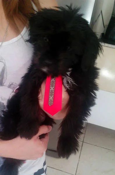 Cachorro ra a  idade 2 a 6 meses nome king