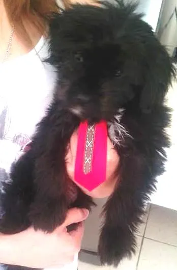 Cachorro ra a  idade 2 a 6 meses nome king