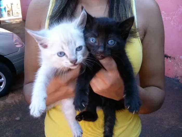 Gato ra a Gato idade  nome Gato