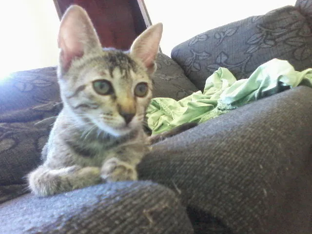 Gato raça  idade 1 ano nome celeste