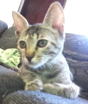 Gato raça  idade 1 ano nome celeste