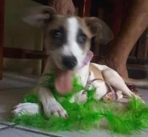 Cachorro raça sem raça idade 2 a 6 meses nome Nina