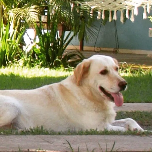 Cachorro raça Labrador idade  nome Pucca
