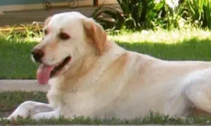 Cachorro raça Labrador idade  nome Pucca