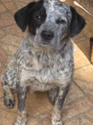 Cachorro raça srd idade 1 ano nome Cookie