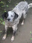 Cookie
