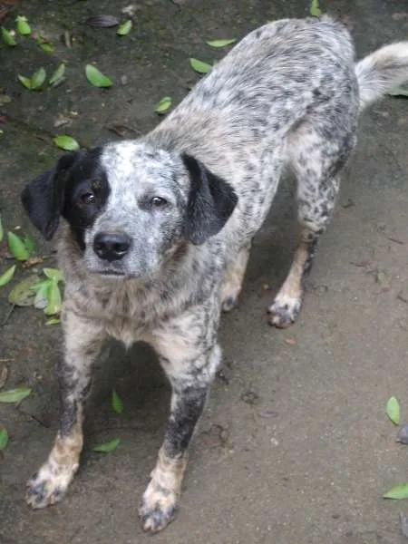 Cachorro ra a srd idade 1 ano nome Cookie