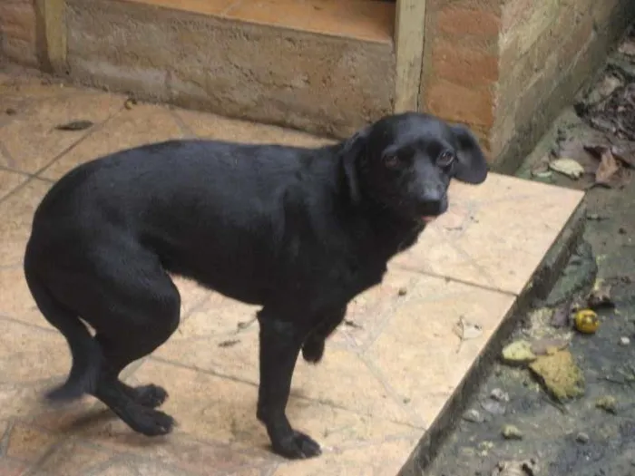 Cachorro ra a SRD idade 4 anos nome Nina