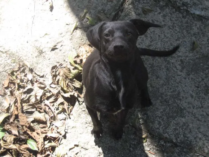 Cachorro ra a SRD idade 4 anos nome Nina