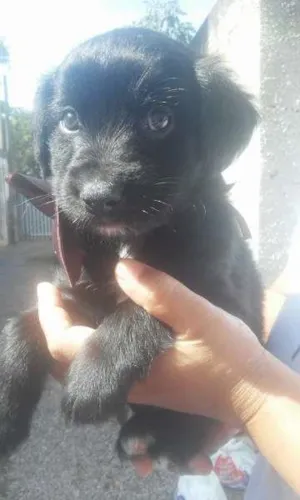 Cachorro raça SRD idade 2 a 6 meses nome Bombons