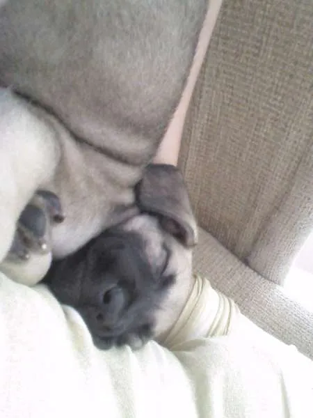 Cachorro ra a Vira Lata idade Abaixo de 2 meses nome Deise