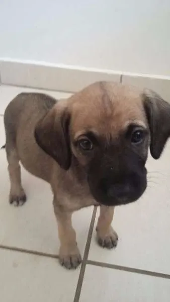 Cachorro ra a Vira Lata idade Abaixo de 2 meses nome Deise