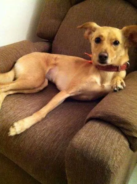 Cachorro ra a Vira Lata idade 5 anos nome Maria Madalena (MADA)