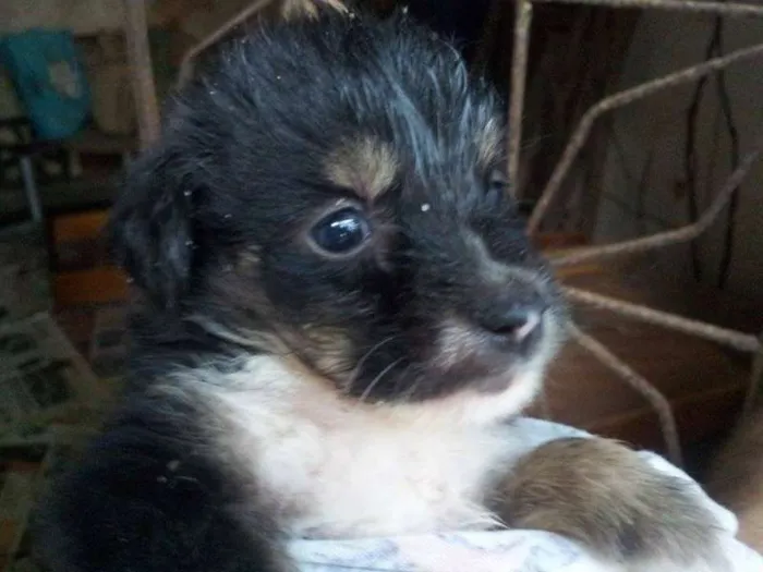 Cachorro ra a diversas idade Abaixo de 2 meses nome não tem