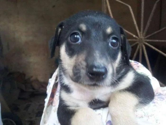 Cachorro ra a diversas idade Abaixo de 2 meses nome não tem